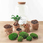 Planten Terrarium - Sven Bonsai - Ecosysteem Pflanze - ↑ 43 cm 