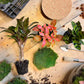 Kleine Palme Fittonie in Rot/Orange, Calathea - Flaschengarten DIY Set 