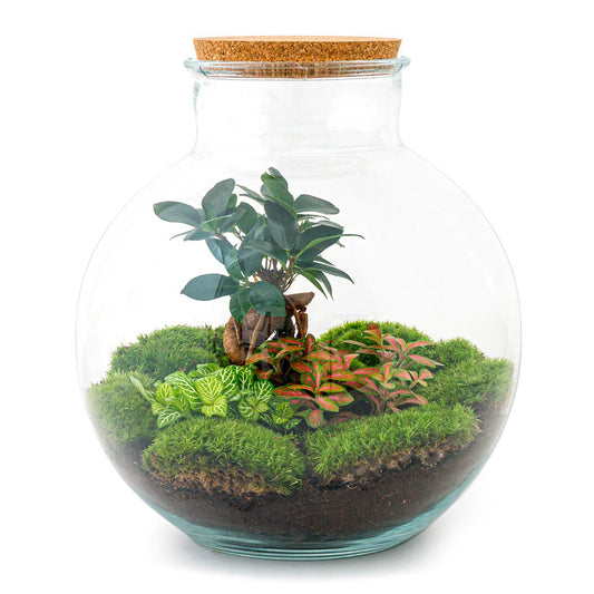 Bonsai im Moosbett (Ficus Ginseng) L (Ø 31 cm ↑ 30 cm)  - DIY-Flaschengarten-Set 