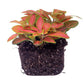 Fittonia Orange - Pink - Ruby Lime - Mosaikpflanze 