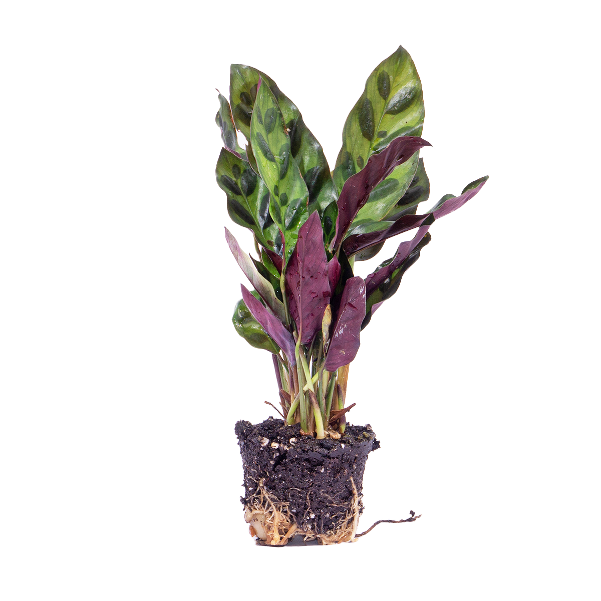 Calathea Lancifolia – Pfauenpflanze – Terrarienpflanze 