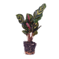 Calathea Makoyana – Pfauenpflanze – Terrarienpflanze 